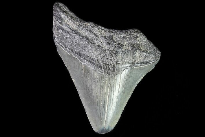 Juvenile Megalodon Tooth - Georgia #83575